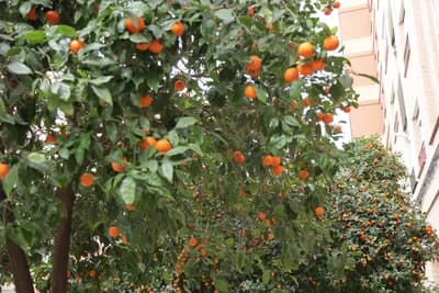 A tree with ripe oranges and a building in the background.