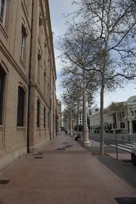 A tree-lined street with buildings and a clear sky.