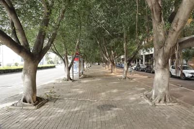 Sidewalk bordered by trees and parked cars, with a bus stop visible in the distance.