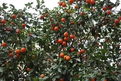 A tree with ripe oranges and green leaves.