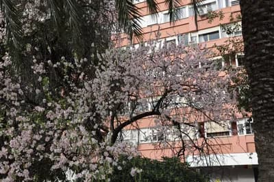 Blooming tree with pink blossoms in front of a pink building with balconies.