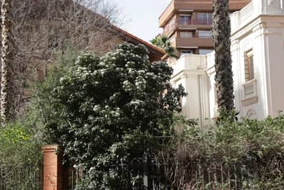 Residential area with white building and palm tree.