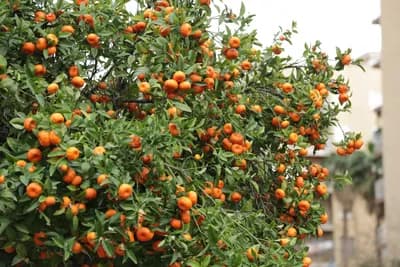 Close-up of an orange tree with ripe oranges, with a building in the background.