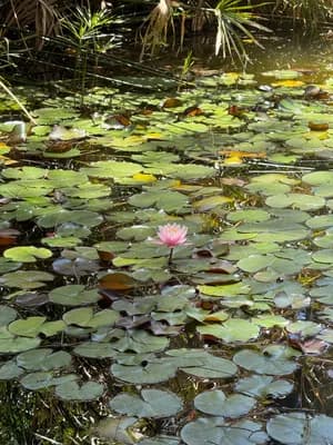 A serene pond with a single pink water lily among green lily pads.