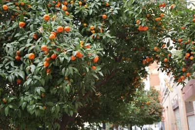 A tree with abundant oranges and green foliage, with buildings in the background.