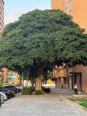 A large tree with sprawling branches on a city street with parked cars and a person walking a dog.