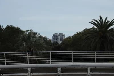 Palm trees and a city skyline with a metal railing in the foreground.