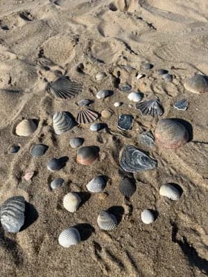 Seashells on sandy beach in sunlight