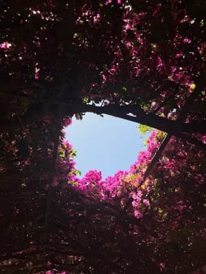 Circular trellis with pink flowers and blue sky