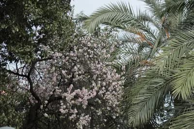 Blooming tree with pink blossoms surrounded by palm fronds against a cloudy backdrop.