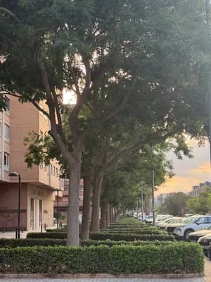 Row of tall trees with neatly trimmed hedges and parked cars in the background.