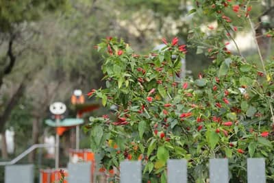 A bush with red flowers in a garden with a blurred background.
