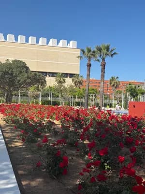 Rows of red flowering plants in a landscaped garden with palm trees and a building in the background.