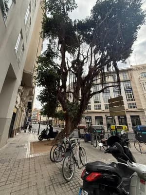 A tree with hanging branches on a city sidewalk with parked bicycles and scooters.