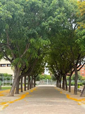 A pathway bordered by trees with yellow markings and distant buildings.