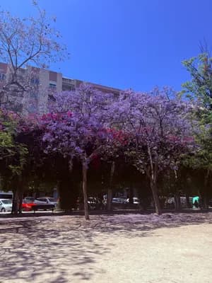 Blooming purple trees in a park under a clear blue sky.
