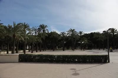 A wide plaza with palm trees and a clear sky.