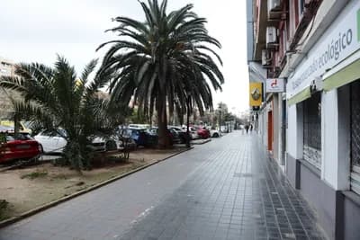 Palm tree-lined sidewalk with parked cars and storefronts.