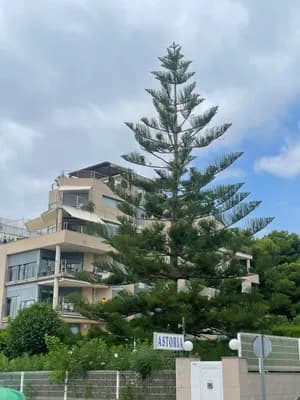 Modern building with balconies and a tall tree in front under a partly cloudy sky.