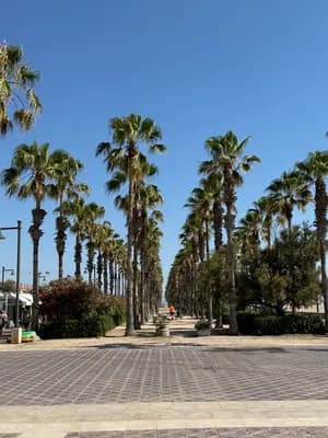 Palm tree-lined walkway under clear blue sky