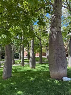 Row of trees with textured bark in a grassy park setting.