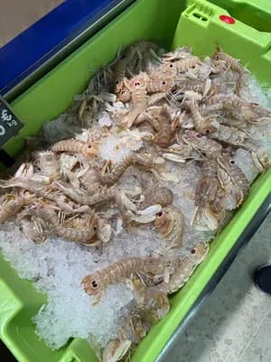Fresh crustaceans on ice in a green container.