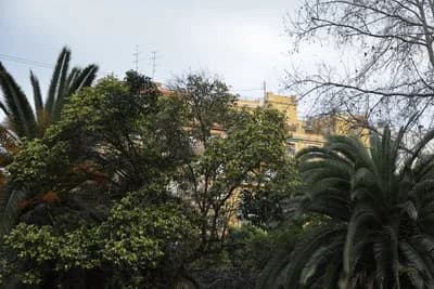 A yellow building surrounded by green foliage and palm trees under a clear sky.