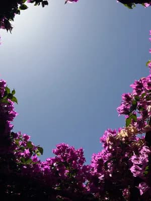 Purple flowers and a clear blue sky forming a natural frame.