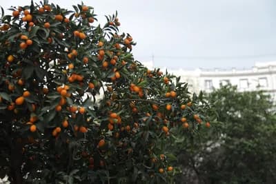 A tree with ripe oranges and green leaves against a cloudy backdrop.