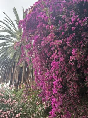 Pink flowers and a palm tree in a lush garden setting.