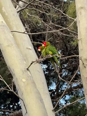 Two parrots with red heads perched on tree branches.