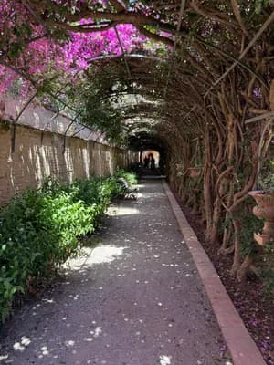 A sunlit pathway lined with flowering vines and greenery, creating a tunnel-like effect.