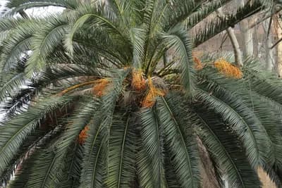 Close-up of a palm tree with green fronds and orange flowers.