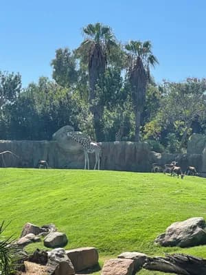 A giraffe in a zoo enclosure with grazing animals and palm trees.