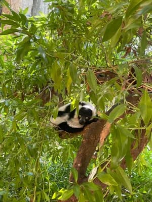 A lemur resting on a tree branch amidst lush green leaves.