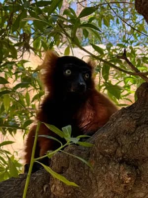 A lemur with a black face and reddish-brown fur sitting on a tree branch surrounded by green leaves.