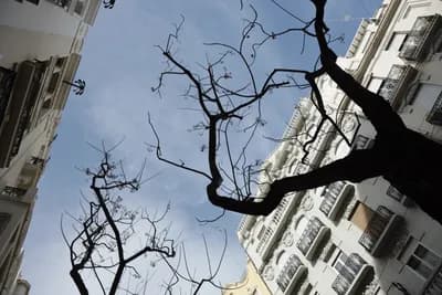 Bare tree branches against a clear blue sky with white buildings in the background.