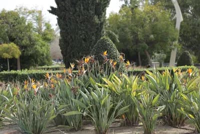A garden with bird of paradise flowers and trimmed hedges.