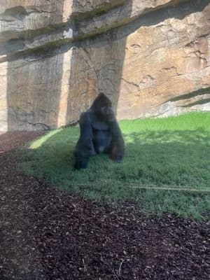 A gorilla sitting on grass in front of a rocky wall.