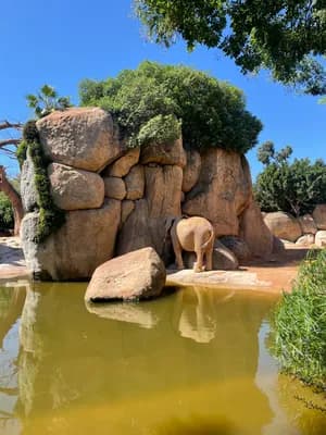 An elephant on a rock in a water enclosure with boulders and greenery.