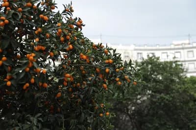 A tree with ripe oranges in a garden with a blurred building in the background.