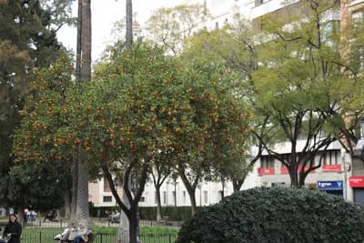 Orange tree with ripe fruit in a park with other trees and buildings.