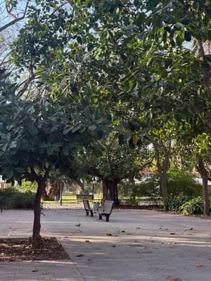 Bancs sous des arbres dans un parc ensoleillé.