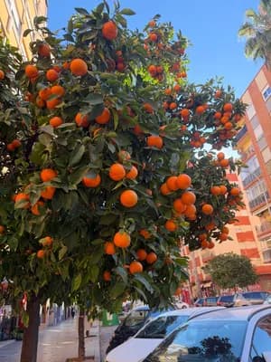 Orange tree with ripe fruits, parked cars, and buildings in the background.
