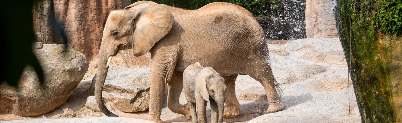 Informazioni sul Bioparc Valencia