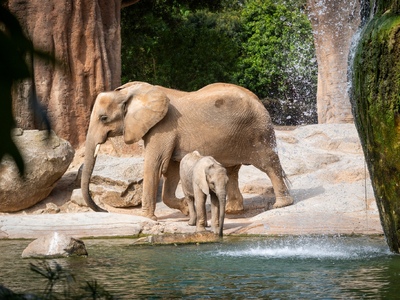 Bioparc Valencia Información