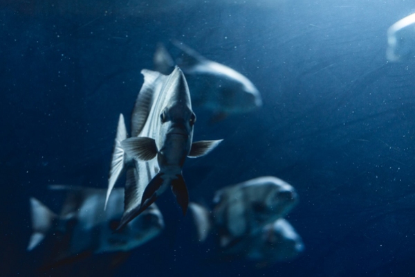 Valencia Aquarium Oceanografic